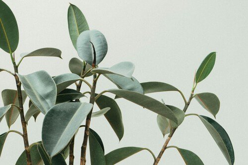 How Traditional Botanicals are Shaping the Future of Medicine